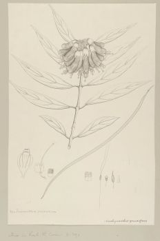 no HD illustration available (4)