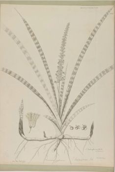 no HD illustration available (4)