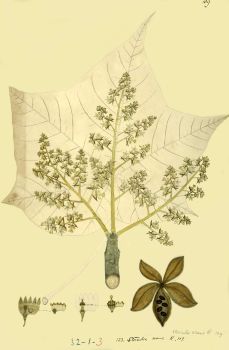 no HD illustration available (4)