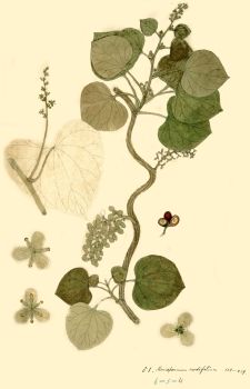 no HD illustration available (4)