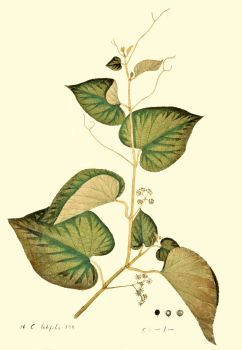 no HD illustration available (4)