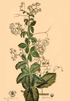 no HD illustration available (4)