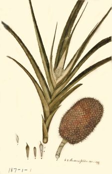 no HD illustration available (4)