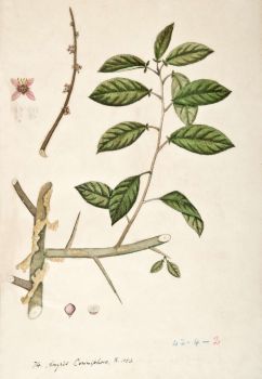 no HD illustration available (4)