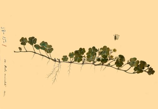 no HD illustration available (4)