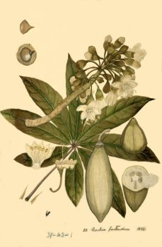 no HD illustration available (4)