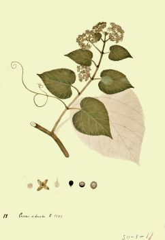 no HD illustration available (4)