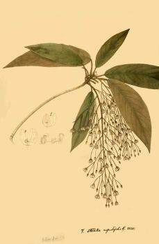 no HD illustration available (4)