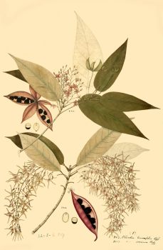 no HD illustration available (4)