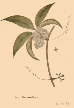 no HD illustration available (4)