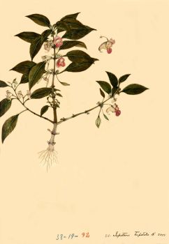 no HD illustration available (4)