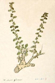 no HD illustration available (4)