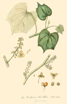 no HD illustration available (4)