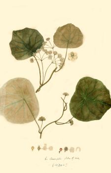 no HD illustration available (4)