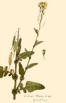 no HD illustration available (4)