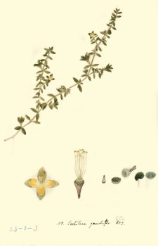 no HD illustration available (4)