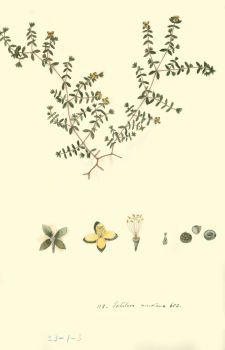 no HD illustration available (4)