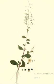 no HD illustration available (4)