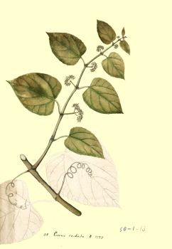 no HD illustration available (4)