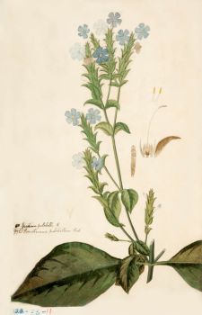 no HD illustration available (4)