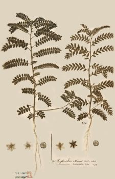 no HD illustration available (4)