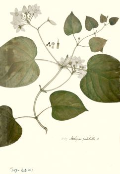 no HD illustration available (4)