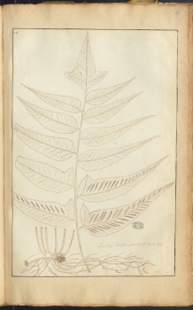 no HD illustration available (4)