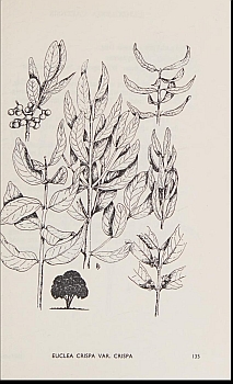 no HD illustration available (4)