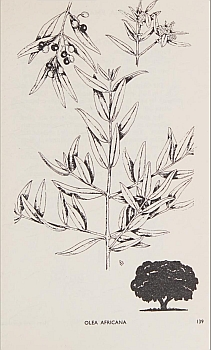 no HD illustration available (4)