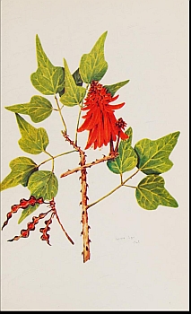 no HD illustration available (4)