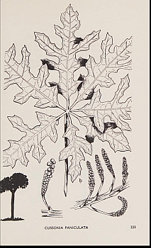 no HD illustration available (4)