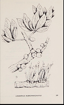 no HD illustration available (4)