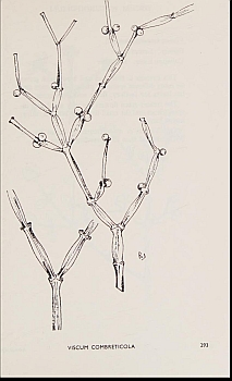 no HD illustration available (4)