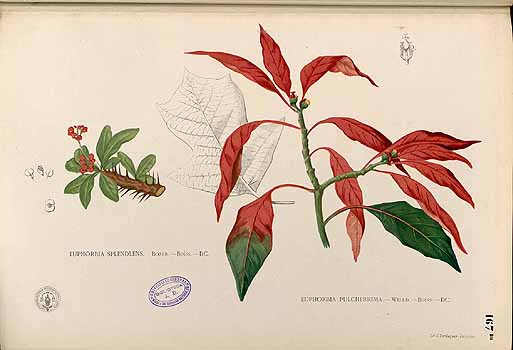 no HD illustration available (4)