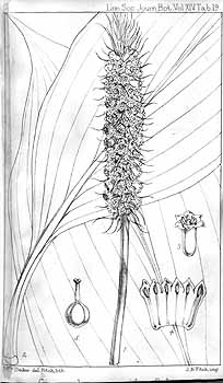 no HD illustration available (4)