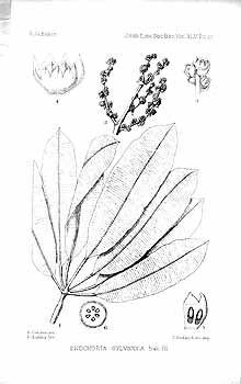 no HD illustration available (4)