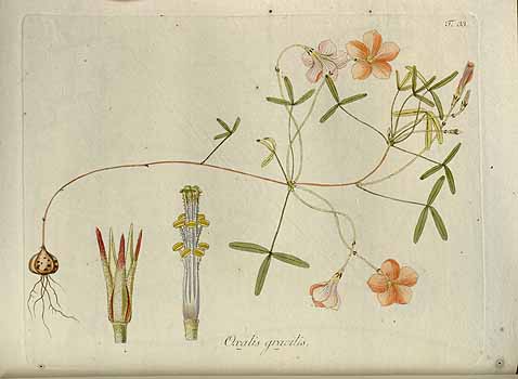 no HD illustration available (4)