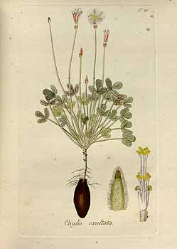 no HD illustration available (4)