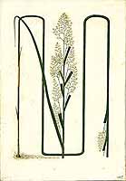 no HD illustration available (5) 