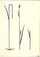 no HD illustration available (5) 