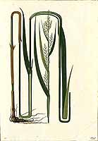 no HD illustration available (5) 