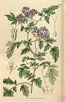  no thumbnail available