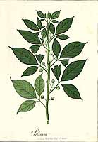 no HD illustration available (5) 