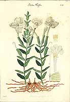 no HD illustration available (5) 