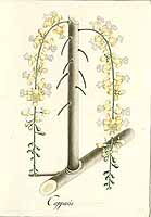 no HD illustration available (5) 