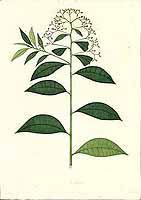 no HD illustration available (5) 