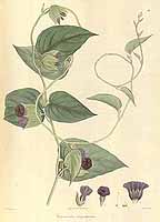  no thumbnail available