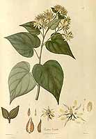  no thumbnail available