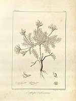  no thumbnail available