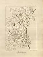  no thumbnail available